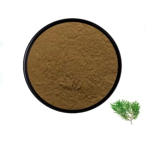 Platycladus Orientalis Leaf Extract Powder, Natural Plant Extract Supplement Raw Material