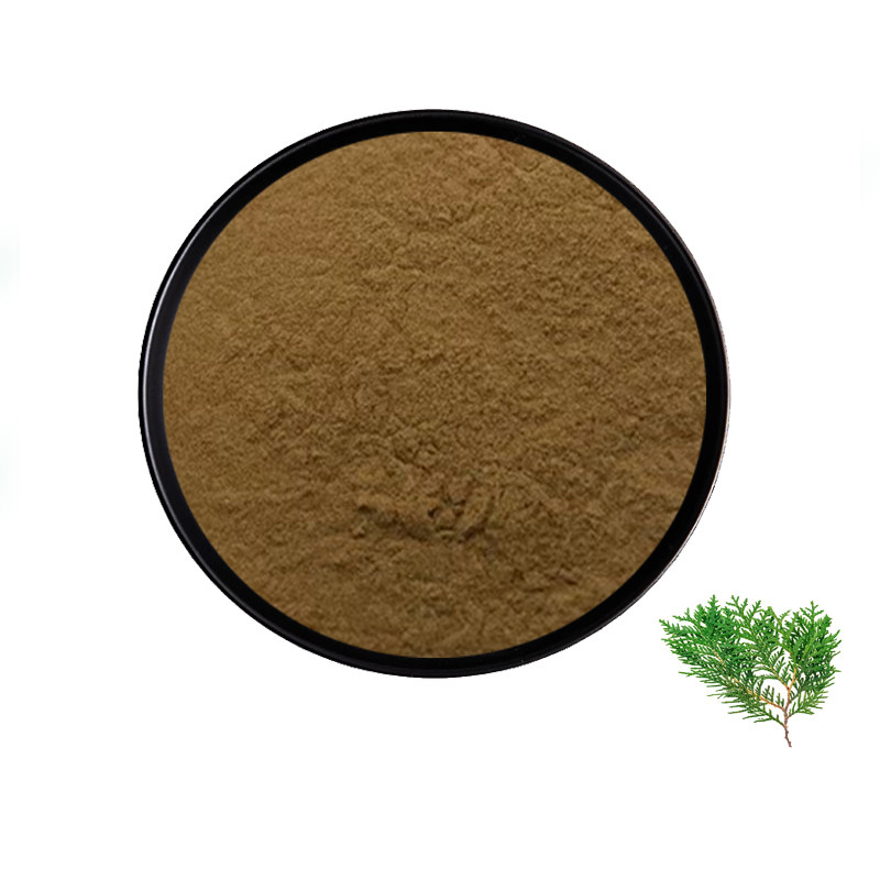 Platycladus Orientalis Leaf Extract Powder, Natural Plant Extract Supplement Raw Material